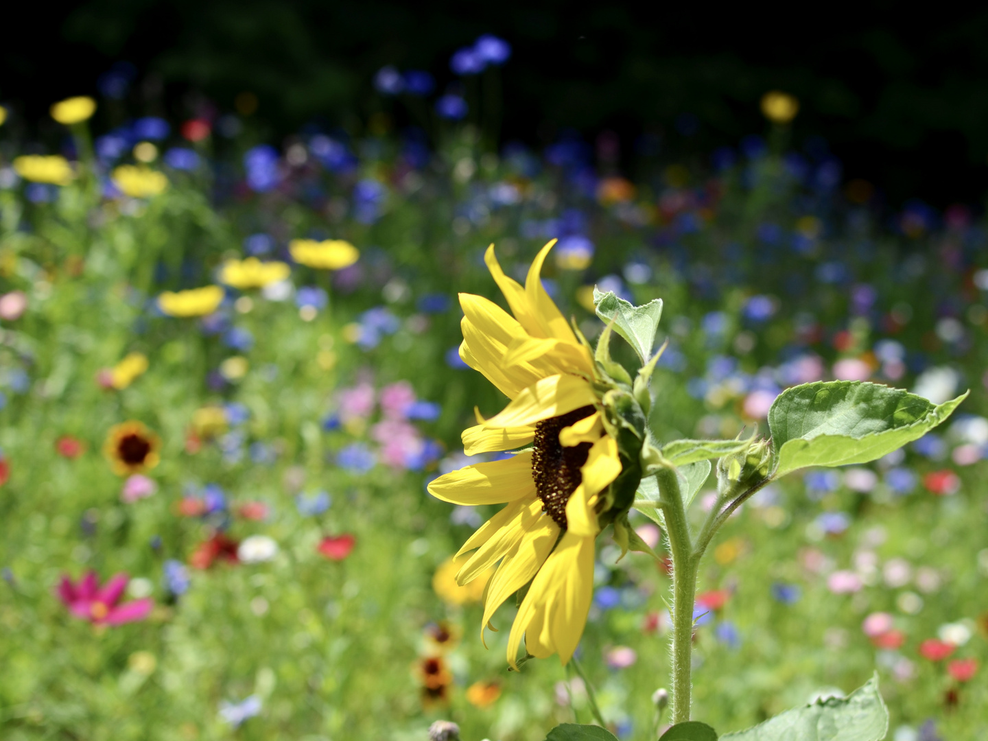 Sonnenblume Blumenwiese 