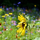 Sonnenblume Blumenwiese 