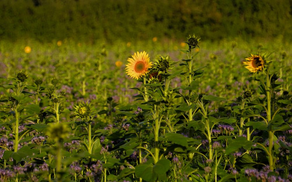 Sonnenblume