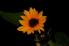 Sonnenblume **