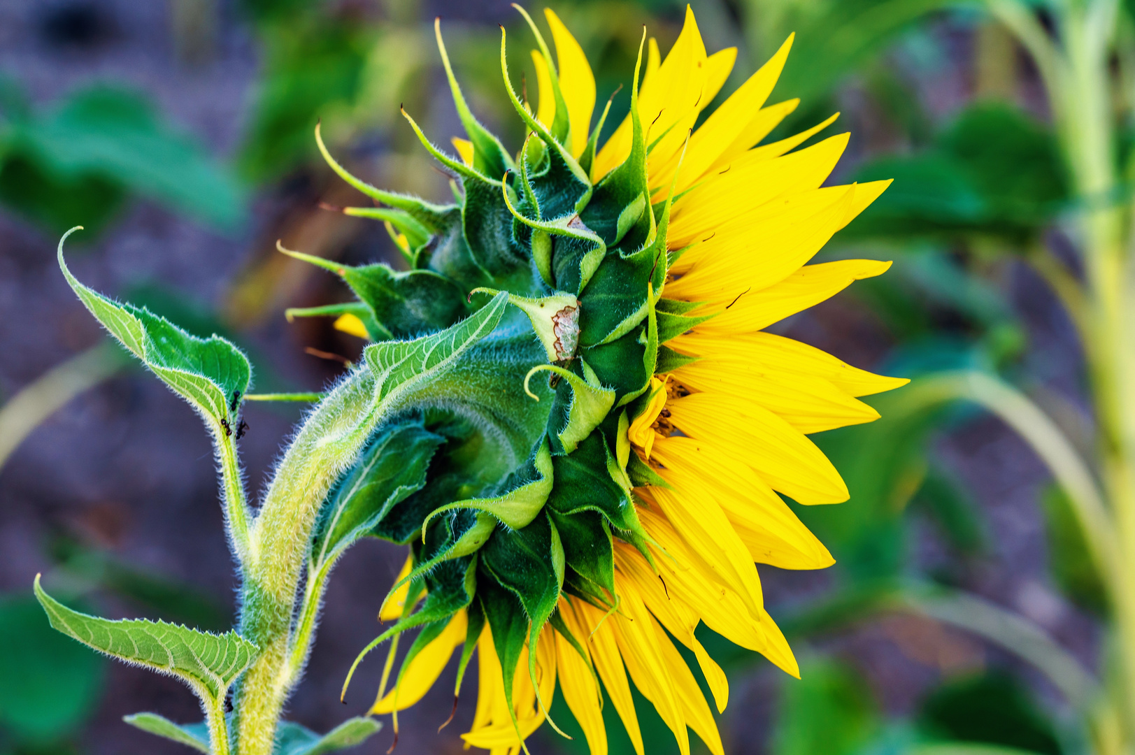 Sonnenblume