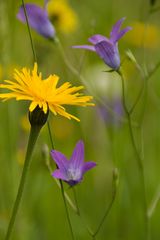 Sonnenblume