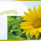 Sonnenblume