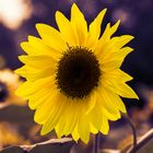 Sonnenblume