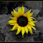 Sonnenblume