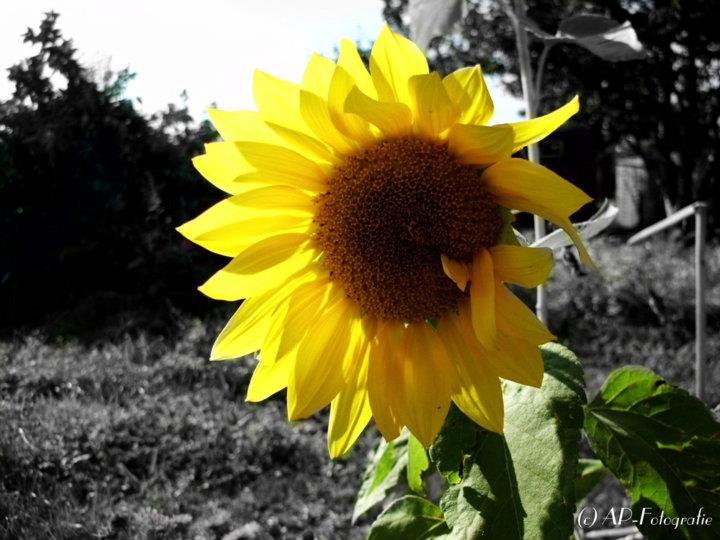 Sonnenblume