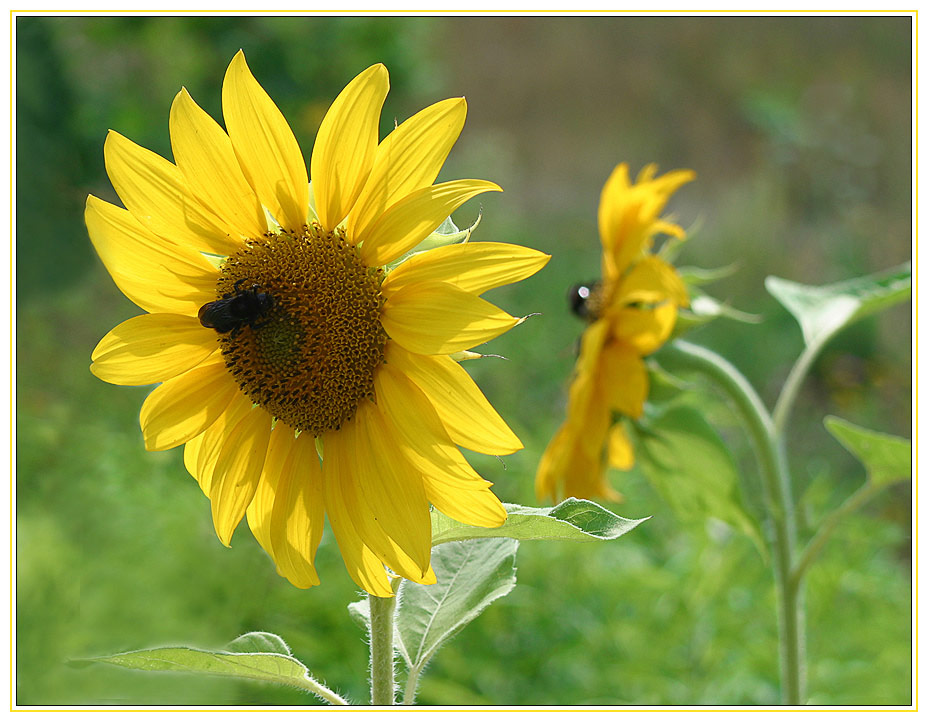 sonnenblume