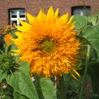 Sonnenblume