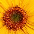 ... Sonnenblume