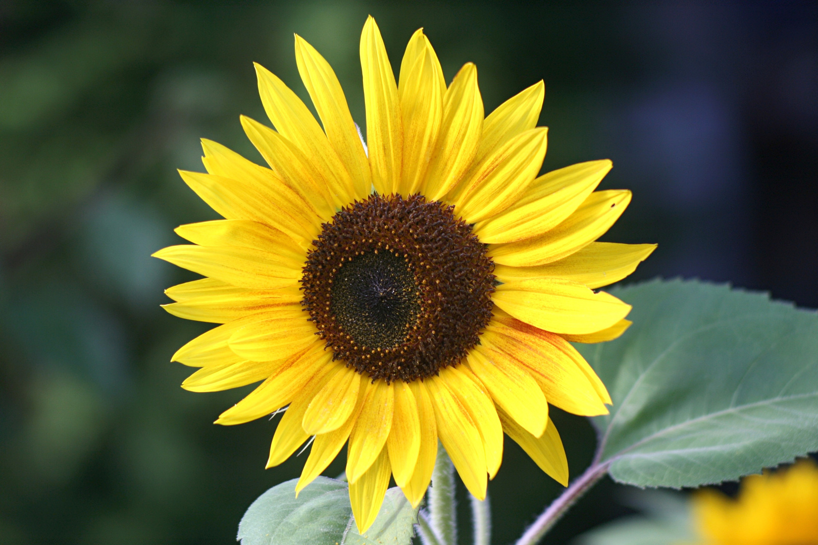 Sonnenblume Foto &amp; Bild | pflanzen, pilze &amp; flechten, blüten ...