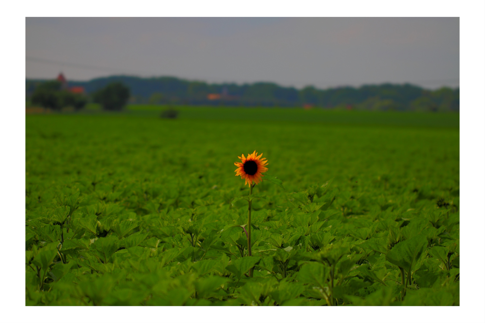 Sonnenblume