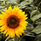 Sonnenblume