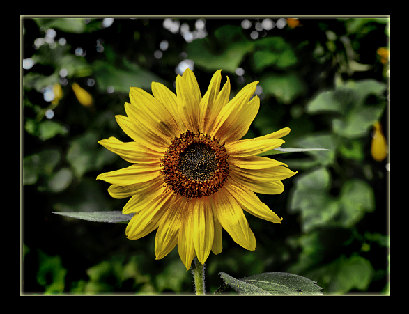 Sonnenblume