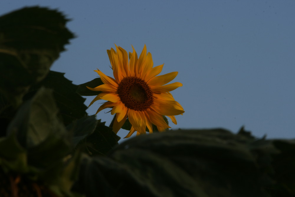 Sonnenblume