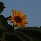 Sonnenblume