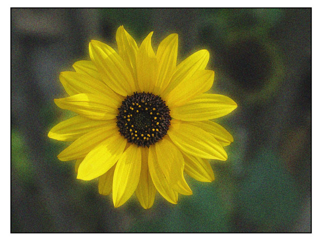 Sonnenblume