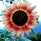 Sonnenblume