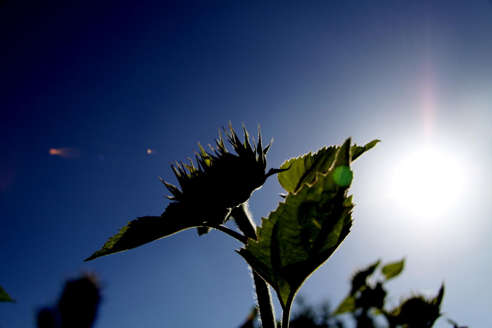 Sonnenblume