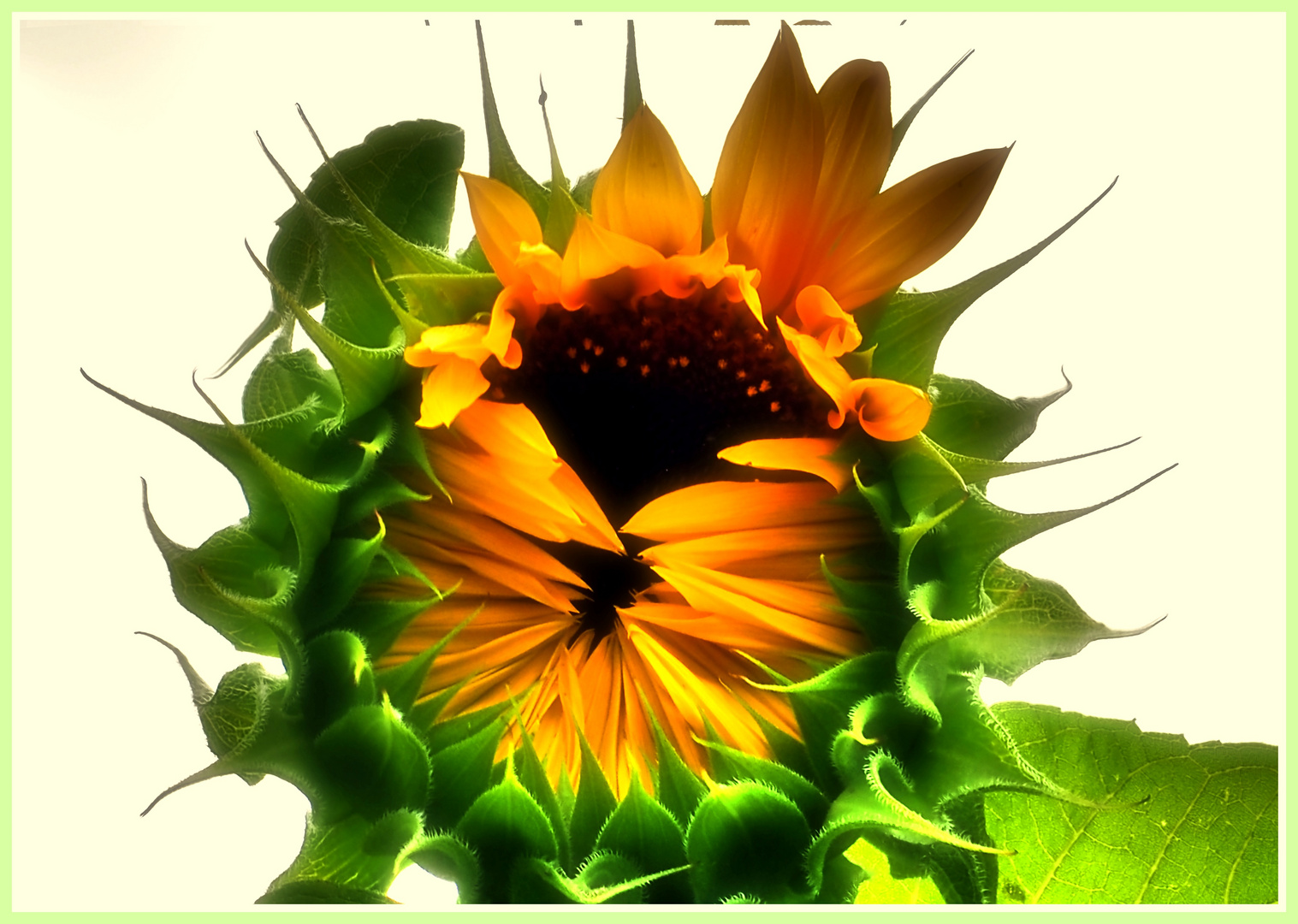  Sonnenblume