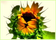  Sonnenblume