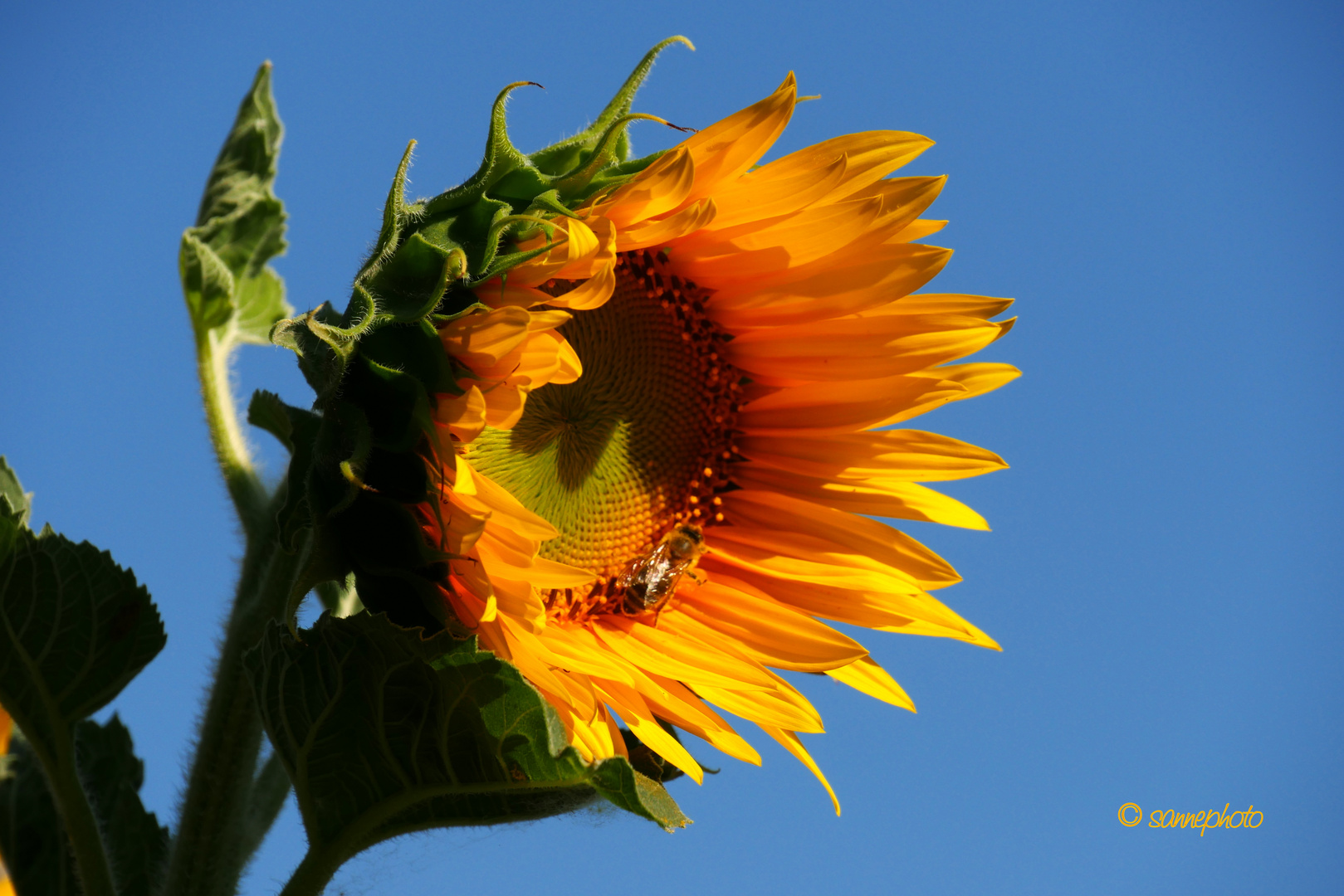 Sonnenblume