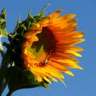 Sonnenblume