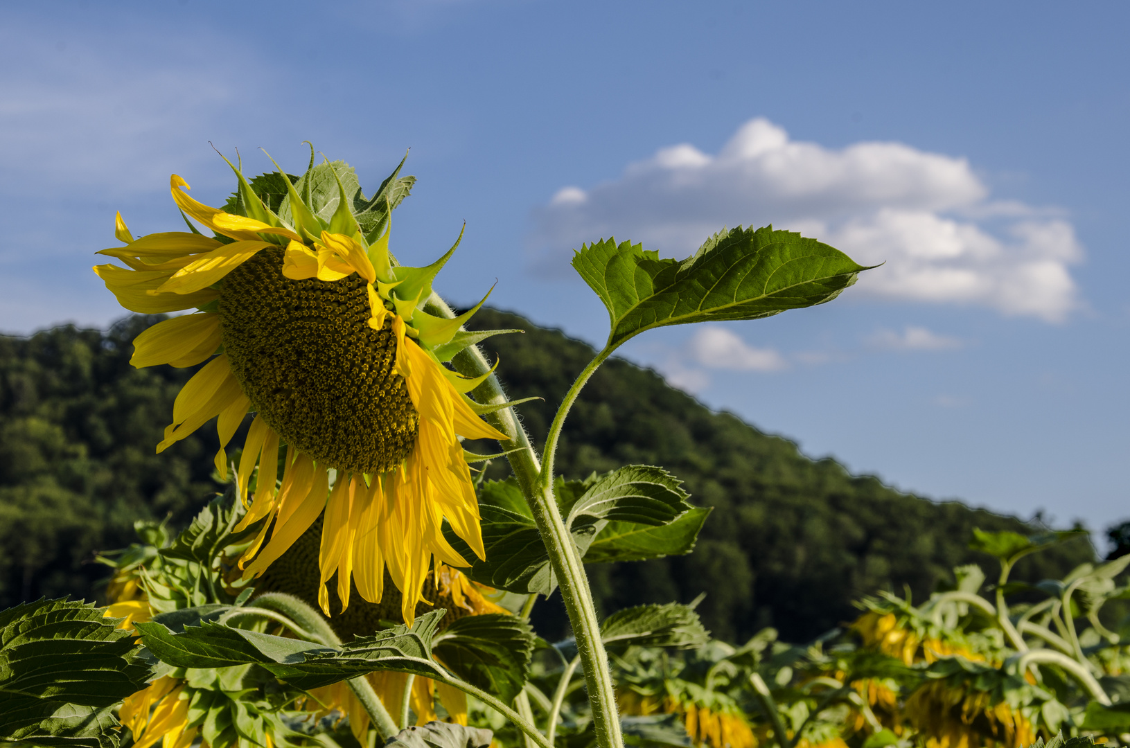 Sonnenblume