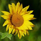 Sonnenblume