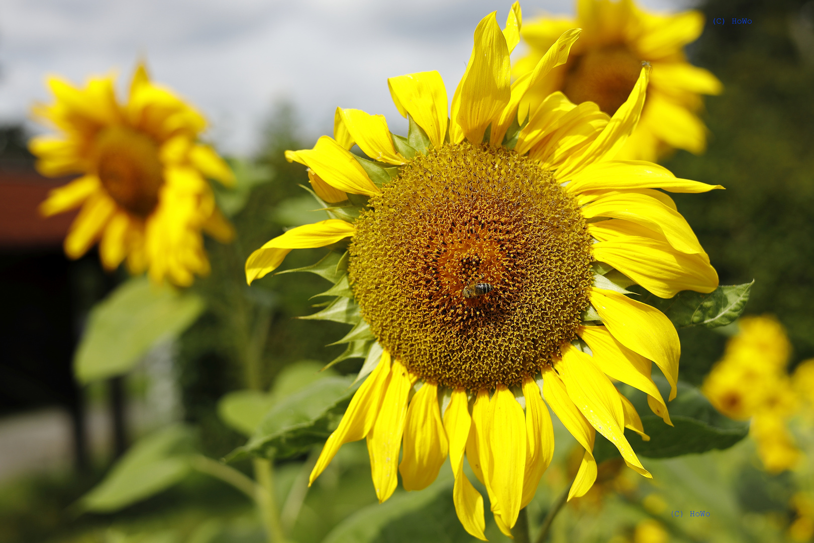 Sonnenblume