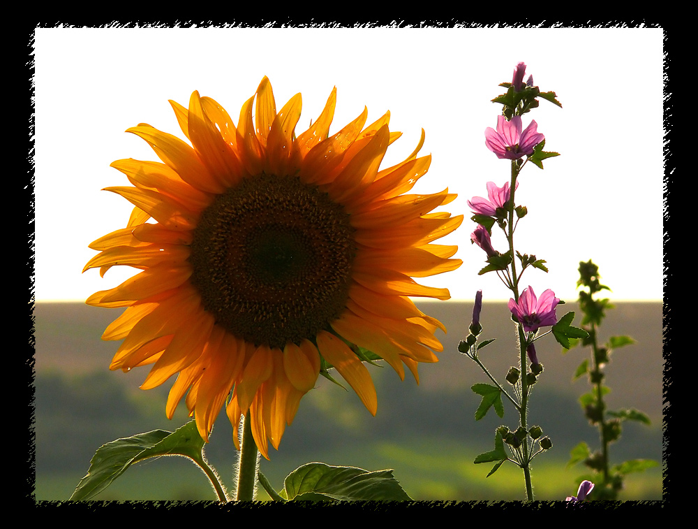 Sonnenblume