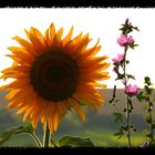 Sonnenblume