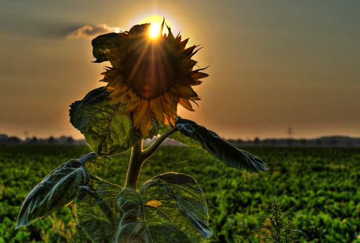 Sonnenblume