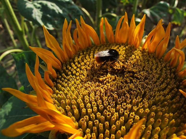 Sonnenblume