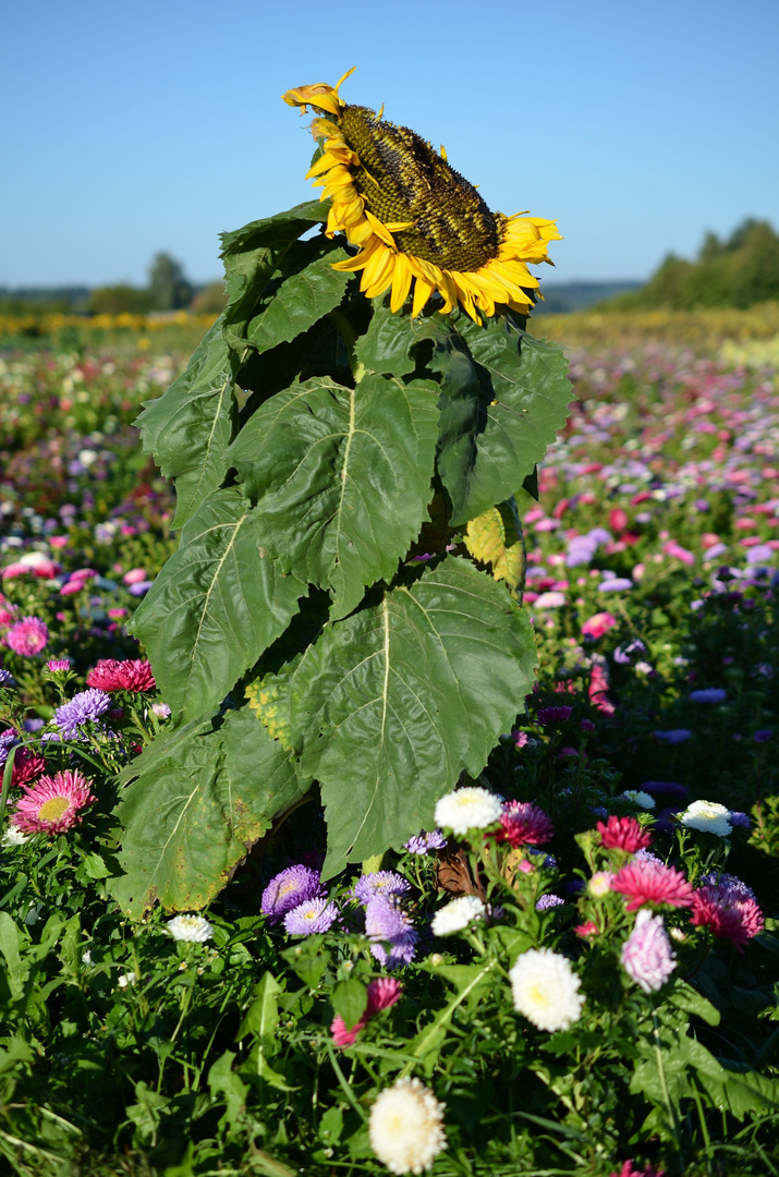 Sonnenblume