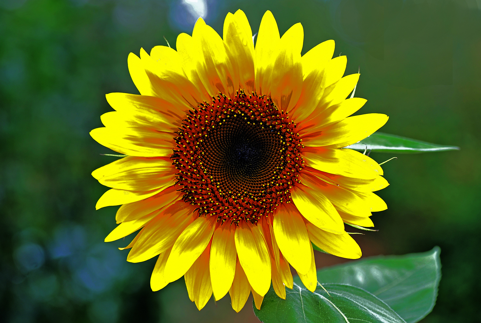 Sonnenblume