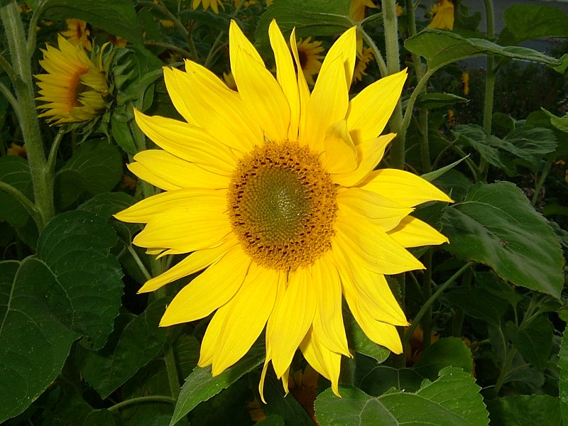 Sonnenblume