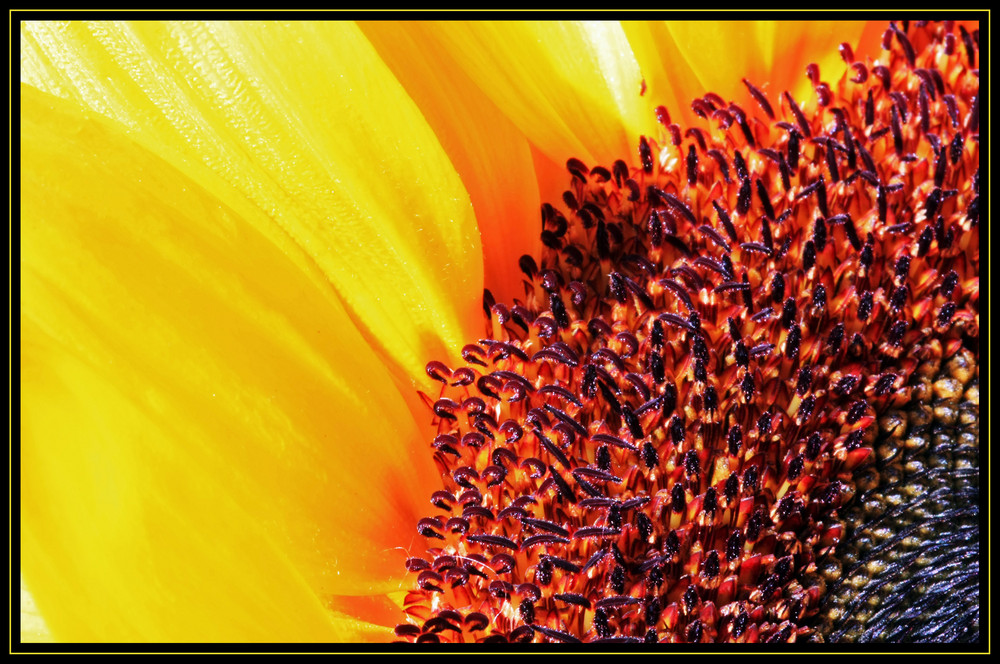 Sonnenblume