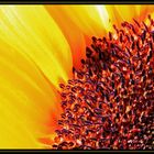 Sonnenblume