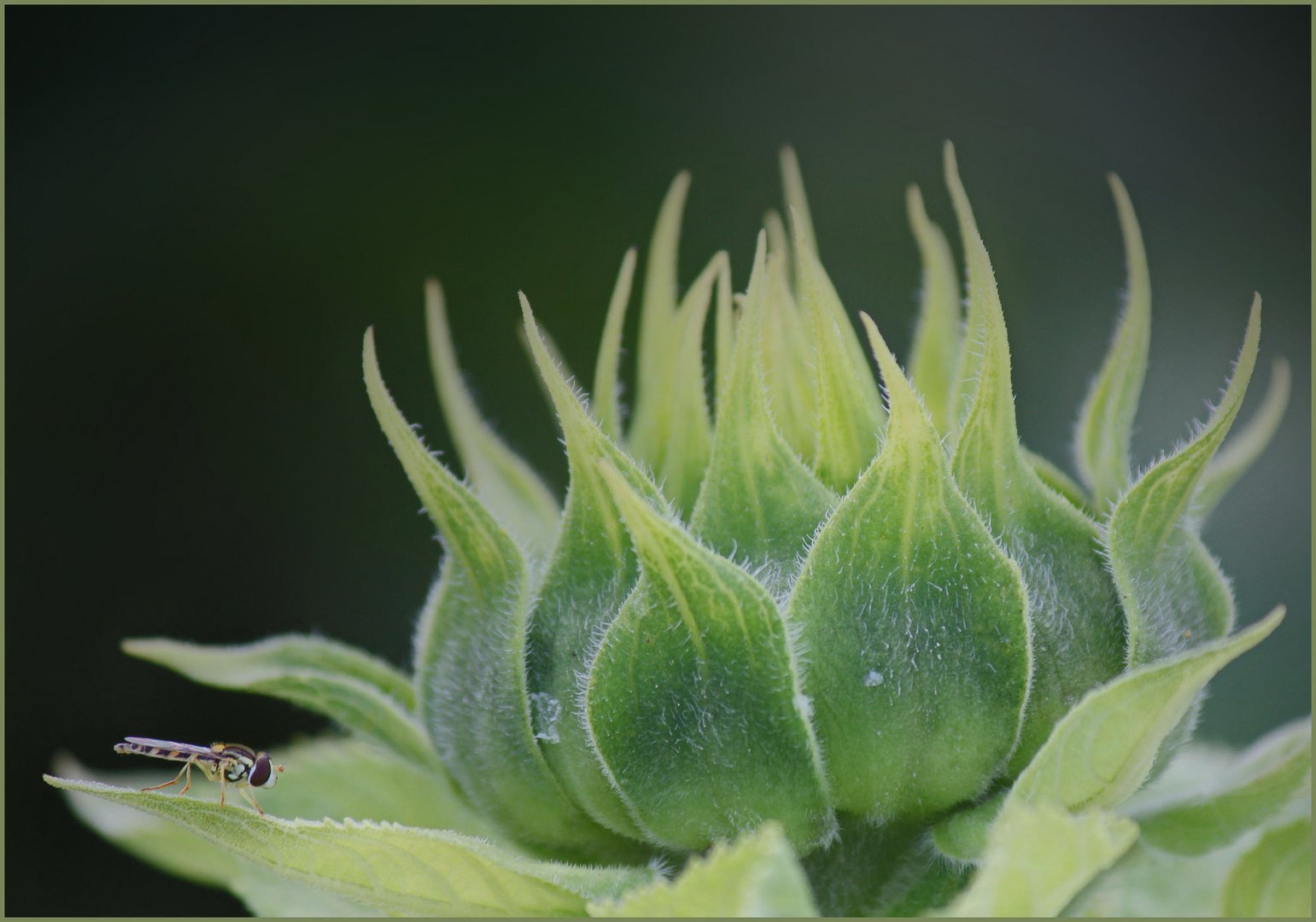 Sonnenblume