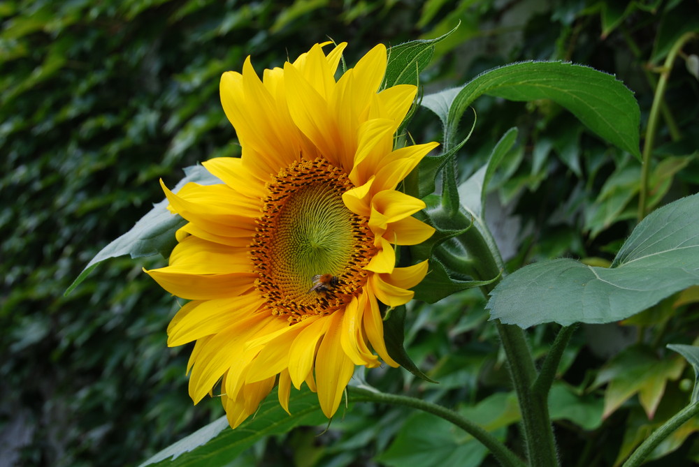 Sonnenblume