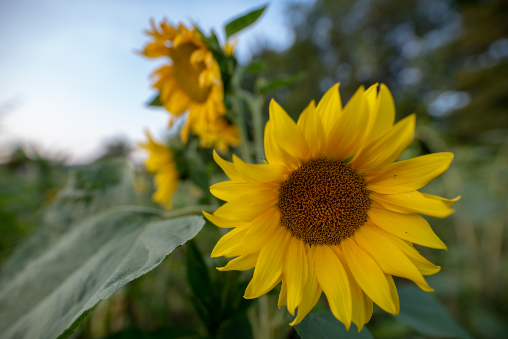 Sonnenblume