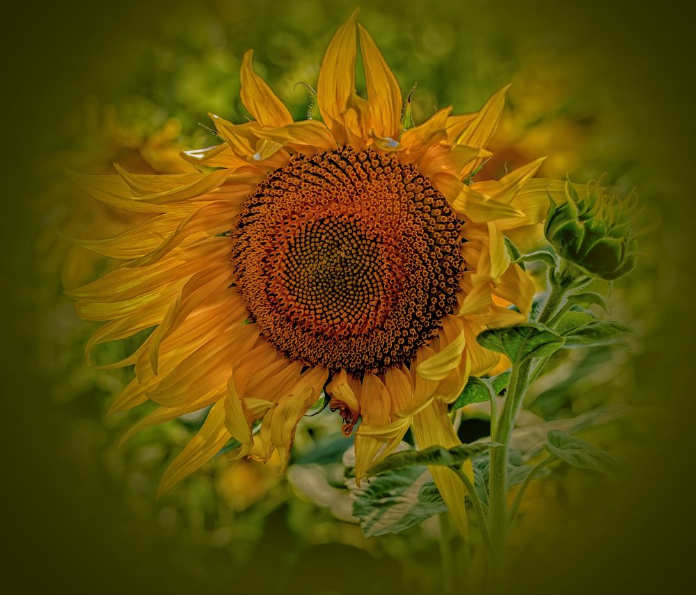 Sonnenblume