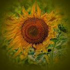 Sonnenblume