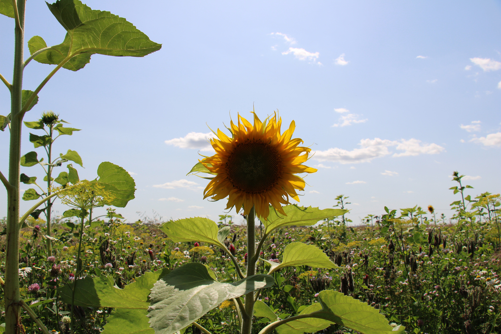 Sonnenblume