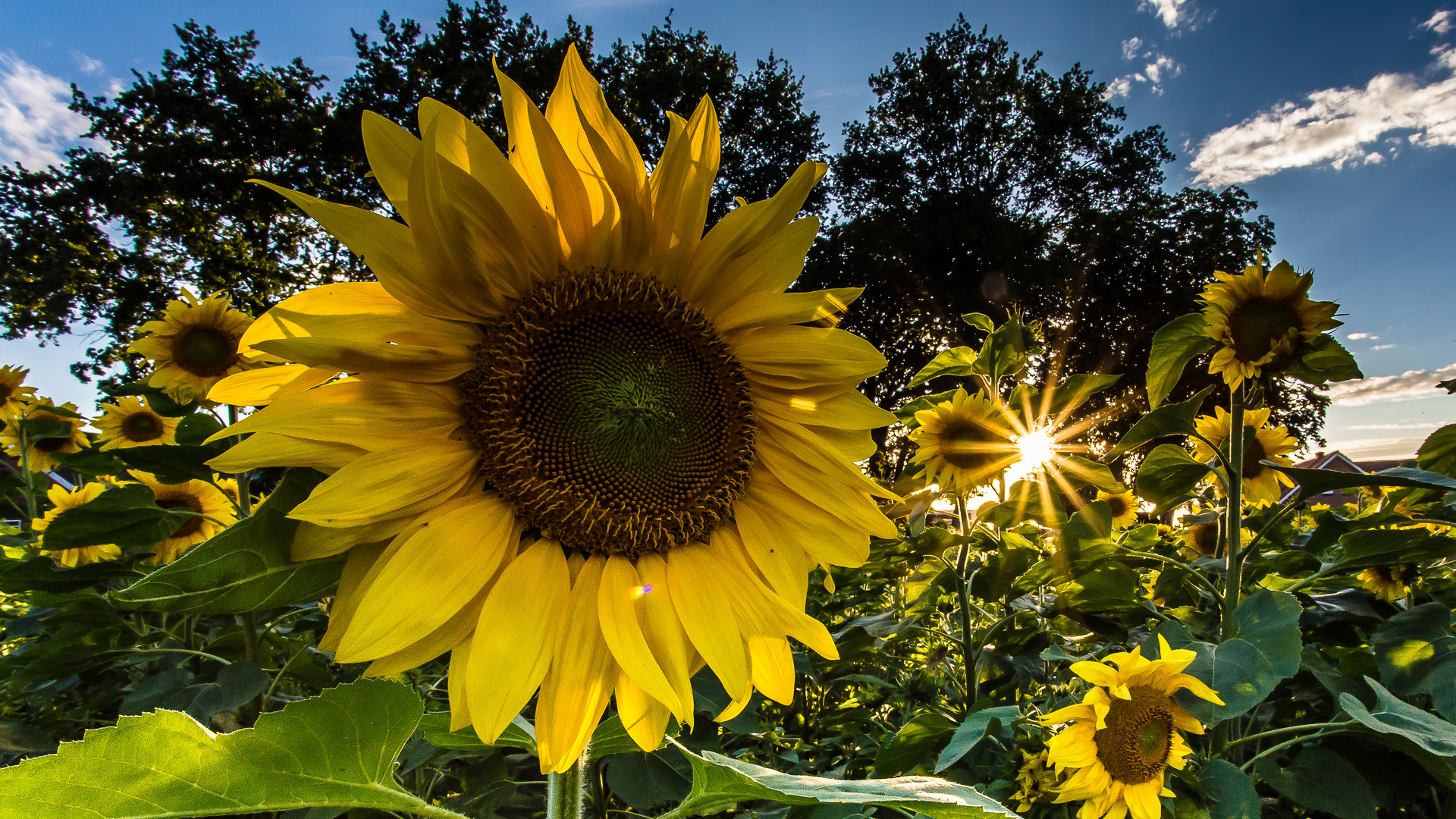 Sonnenblume