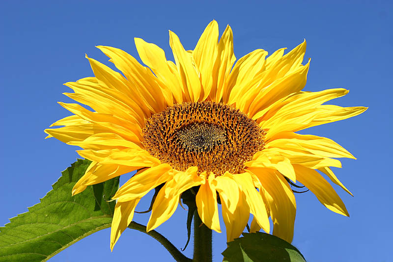 Sonnenblume Foto & Bild pflanzen, pilze & flechten, blüten