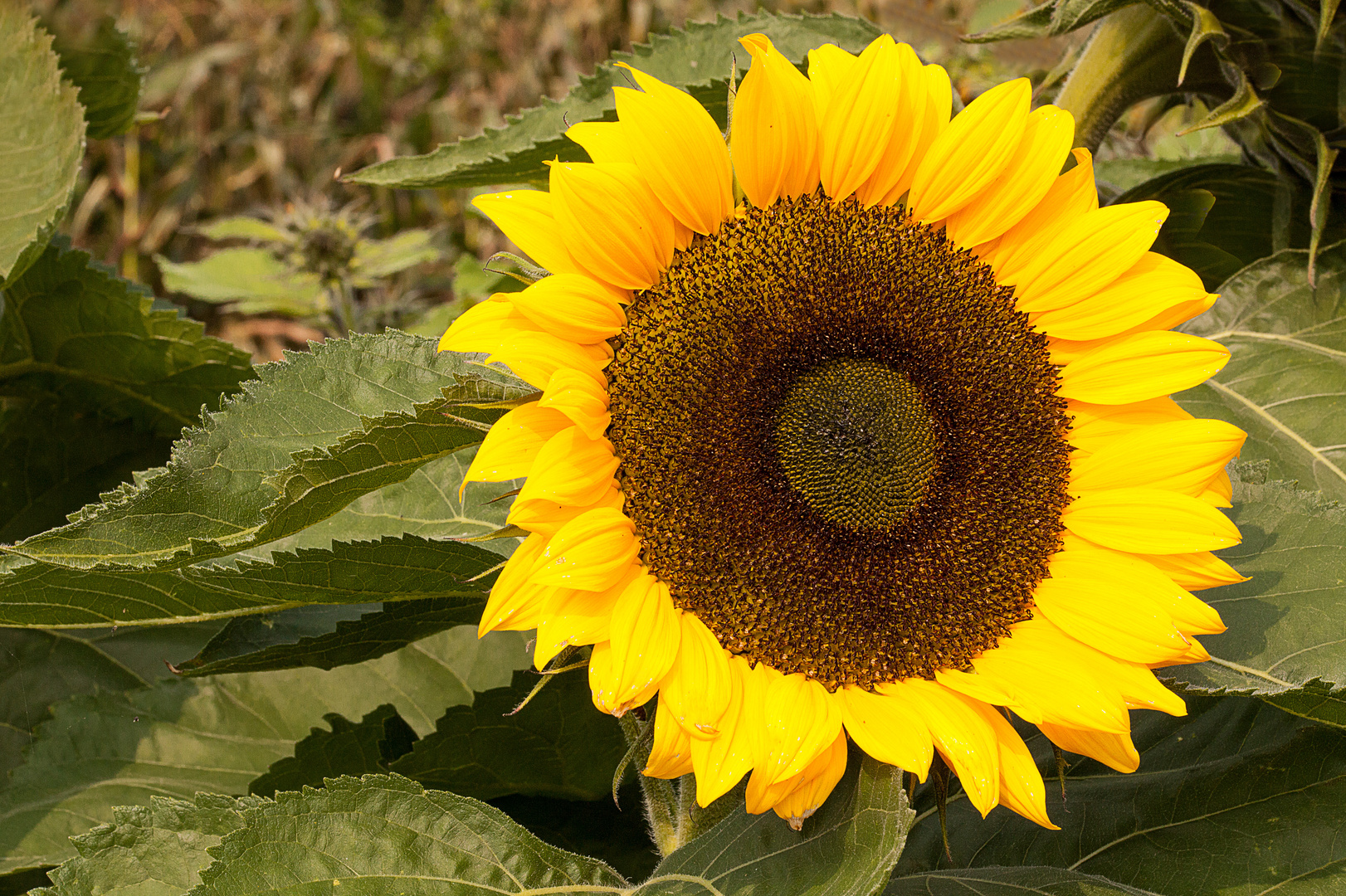 Sonnenblume