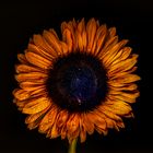 Sonnenblume