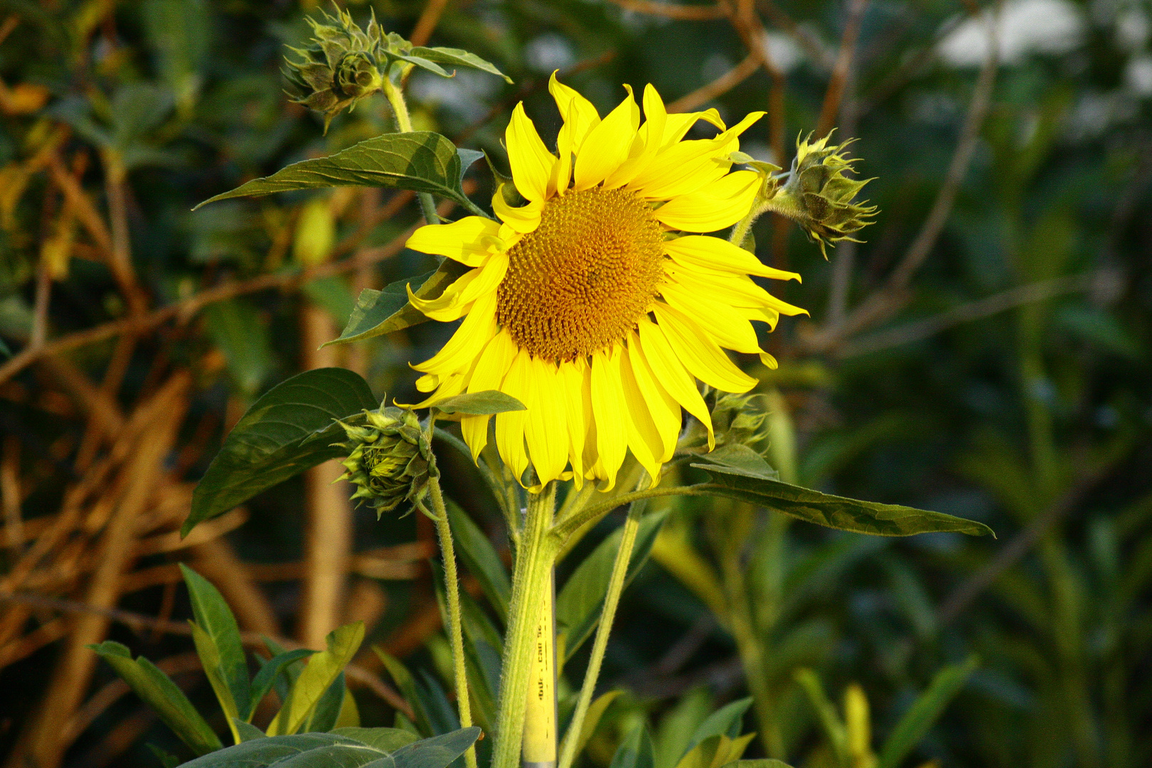 Sonnenblume