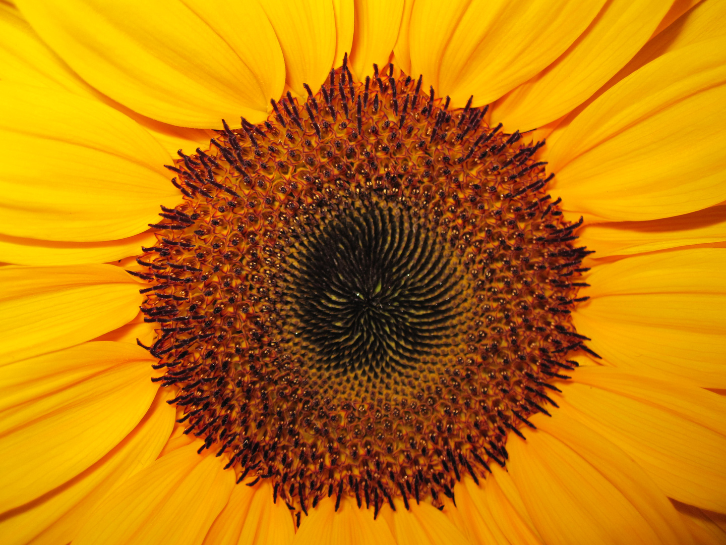 Sonnenblume